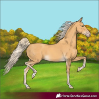 Horse Color:Gold Cream Champagne 