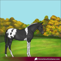 Horse Color:Black Tobiano Appaloosa 