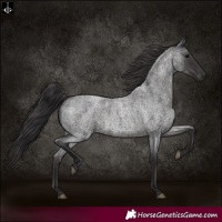 Horse Color:Smoky Blue Roan 