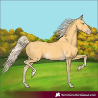 Horse Color:Gold Cream Champagne 