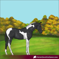 Horse Color:Black Tobiano 