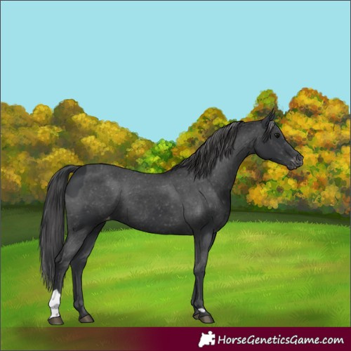 Horse Color:Black  and Black Appaloosa 