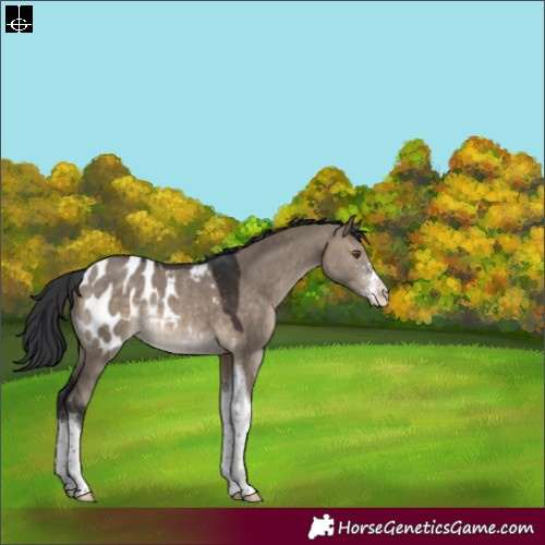 Horse Color:Brown Dun Sabino Tobiano Appaloosa Rabicano 