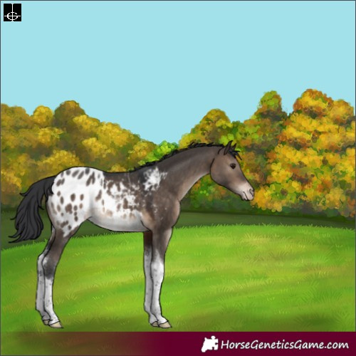 Horse Color:Brown Dun Tobiano Appaloosa Rabicano