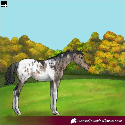 Horse Color:Brown Dun Tobiano Appaloosa Brindle 