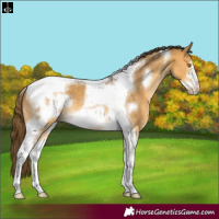 Horse Color:Buckskin Dun Tobiano Frame Varnish