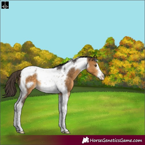 Horse Color:Buckskin Tobiano Frame Appaloosa 