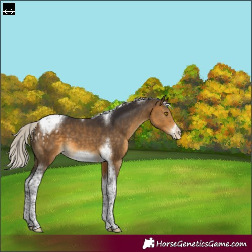 Horse Color:Silver Buckskin Tobiano Frame Appaloosa