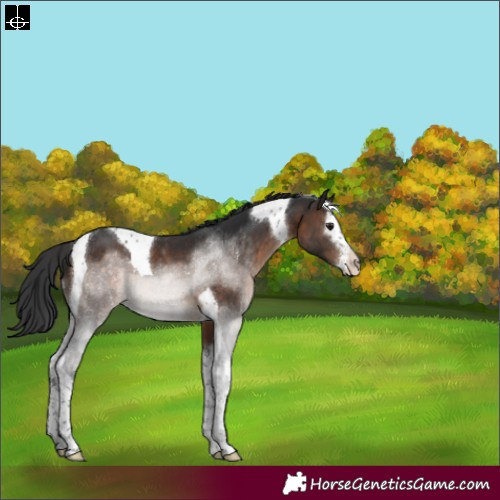 Horse Color:Brown Sabino Splash Tobiano Appaloosa