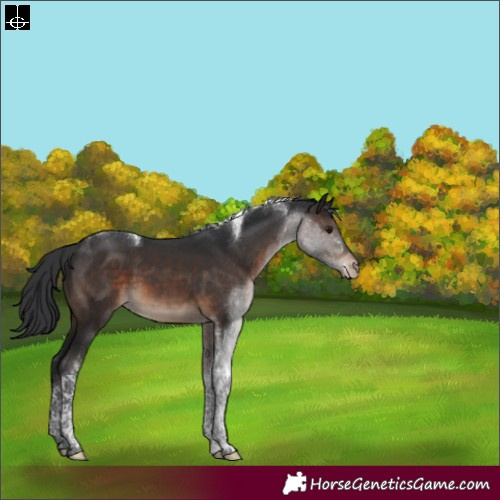 Horse Color:Brown Tobiano Appaloosa