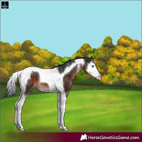 Horse Color:Brown Sabino Splash Tobiano Appaloosa