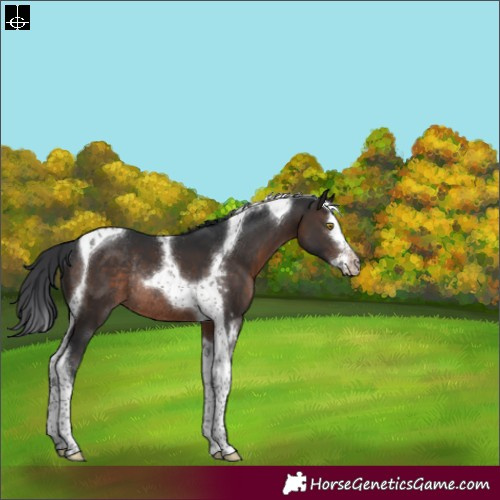Horse Color:Brown Splash Tobiano Rabicano 