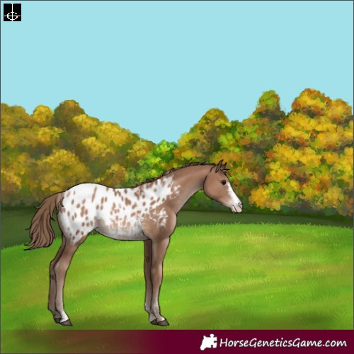 Horse Color:Powder White Black Pearl Sabino Appaloosa