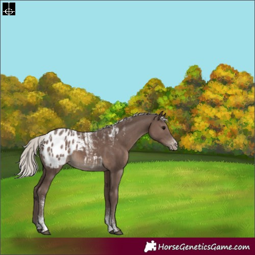 Horse Color:Powder White Silver Black Appaloosa Rabicano 