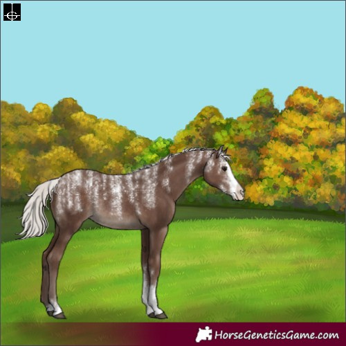 Horse Color:Powder White Silver Black Sabino Rabicano