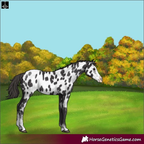 Horse Color:Smoky Black Sabino Appaloosa