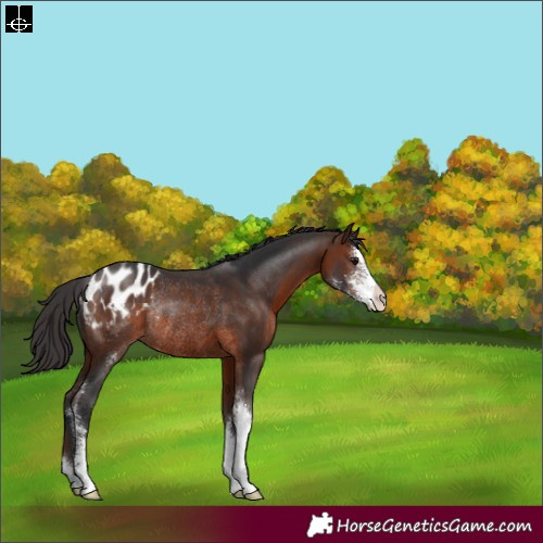 Horse Color:Brown Sabino Appaloosa Rabicano