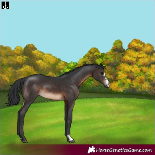 Horse Color:Brown Sabino Rabicano