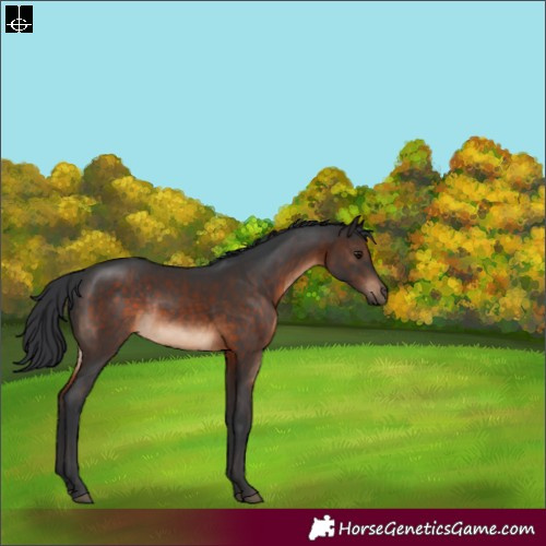 Horse Color:Brown Rabicano 