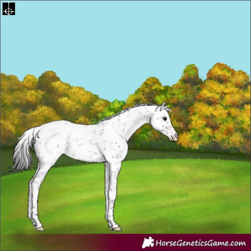 Horse Color:Brown Sabino Appaloosa
