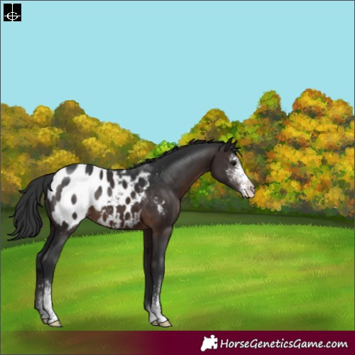 Horse Color:Brown Sabino Appaloosa