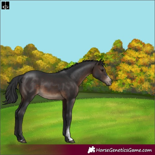 Horse Color:Brown Sabino