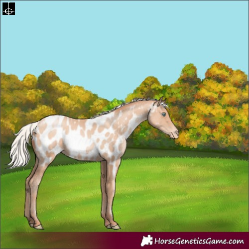 Horse Color:Silver Sable Champagne Pearl Appaloosa Rabicano 