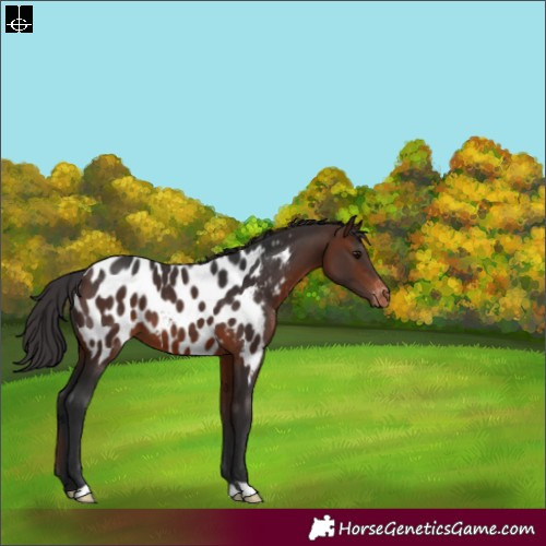 Horse Color:Brown Appaloosa 