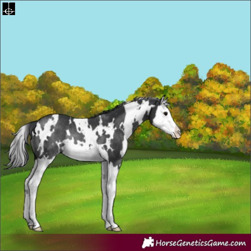 Horse Color:White Spotted Black Splash Rabicano 
