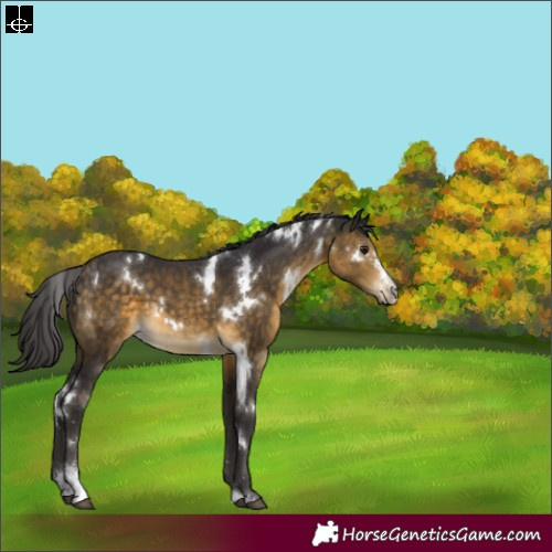 Horse Color:White Spotted Buckskin Sabino 
