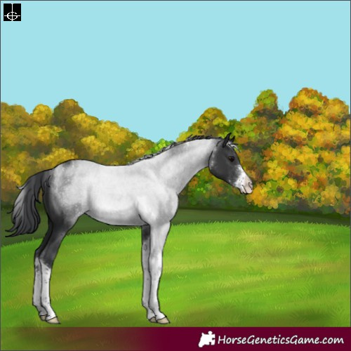 Horse Color:Black Sabino Tobiano Rabicano 