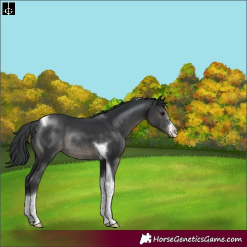 Horse Color:Black Sabino Tobiano Rabicano 