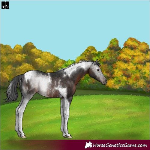 Horse Color:Gray Brown Tobiano Rabicano 