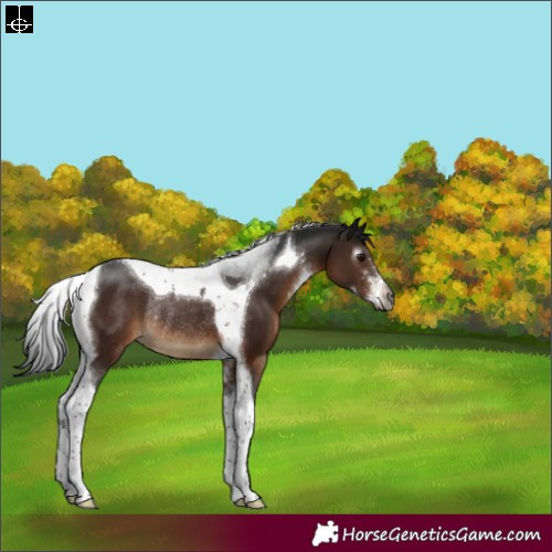 Horse Color:Gray Brown Sabino Tobiano Rabicano
