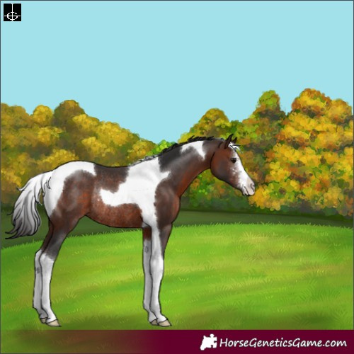 Horse Color:Brown Sabino Tobiano Rabicano