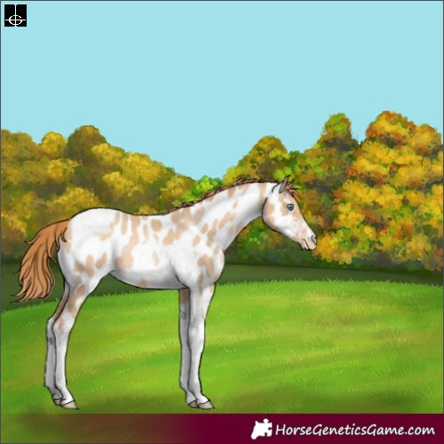 Horse Color:Smoky Black Pearl Tobiano Appaloosa 