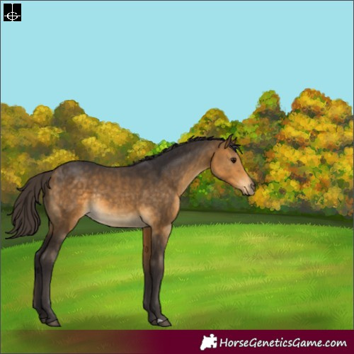 Horse Color:Buckskin Rabicano 