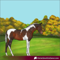 Horse Color:Silver Brown Tobiano Appaloosa 