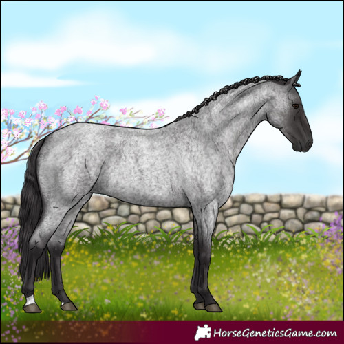 Horse Color:Smoky Blue Roan