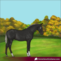 Horse Color:Gray Silver Black Tobiano Rabicano 