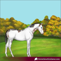 Horse Color:Brown Sabino Splash Frame 