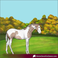 Horse Color:Silver Brown Roan Dun Splash Tobiano Rabicano 