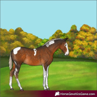 Horse Color:Gray Chocolate Palomino Splash Tobiano Rabicano 