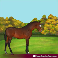 Horse Color:Gray Bay Splash 