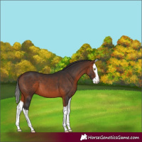 Horse Color:Bay Splash 