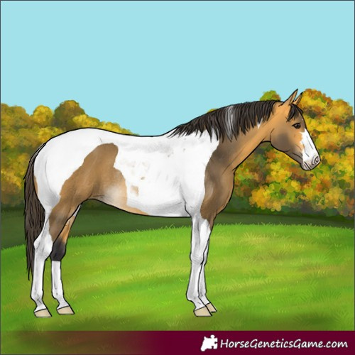 Horse Color:Buckskin Tobiano Rabicano 
