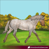 Horse Color:Chocolate Palomino Roan 