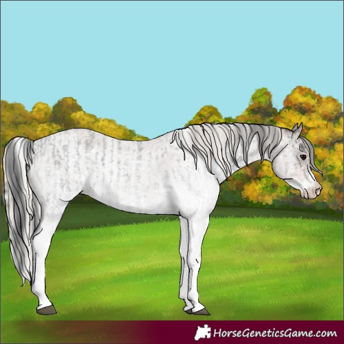 Horse Color:White Spotted Blue Roan Rabicano  and White Spotted Silver Blue Roan Rabicano 
