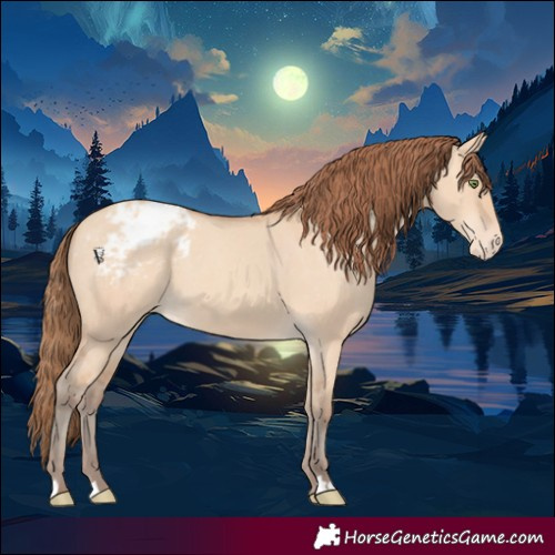 Horse Color:Amber Champagne Dun Appaloosa 