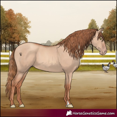 Horse Color:Gold Champagne Dun 